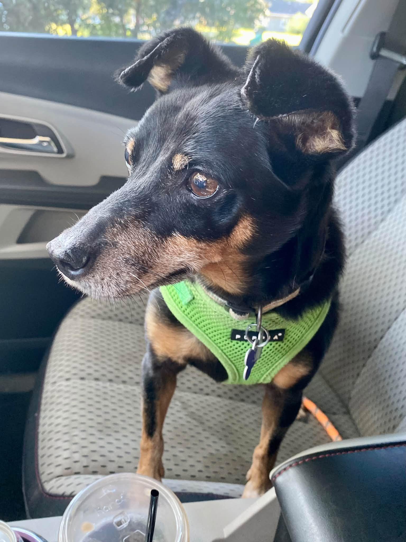 Lucas - ADOPTED, Adoptable, Adult Male Miniature Pinscher & Rat Terrier.