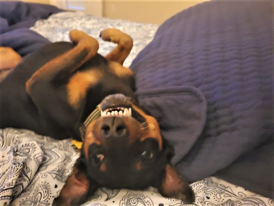 Lucas, a Adoptable mixed breed in Houston, TX image 2/6