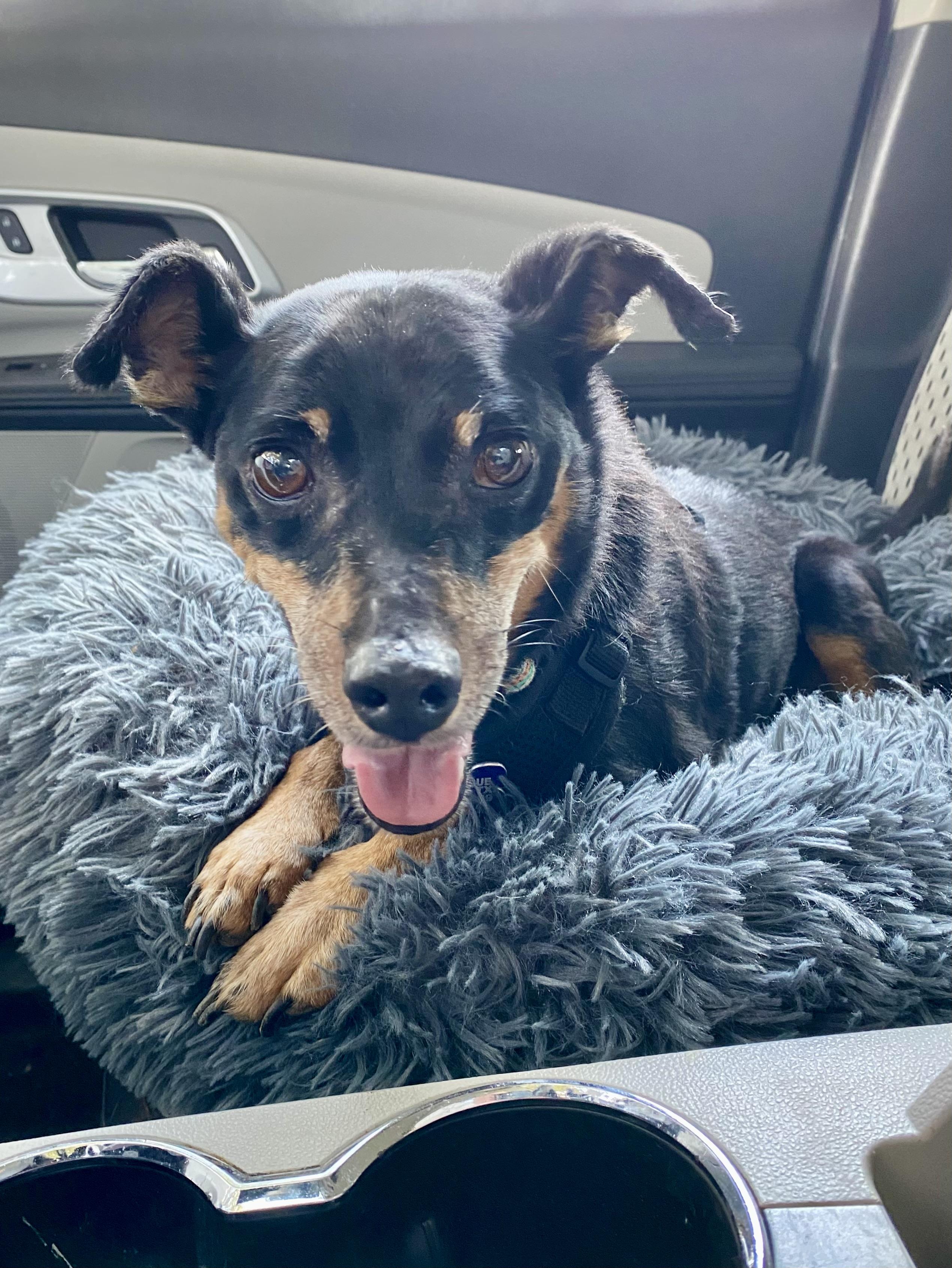 Lucas, a Adoptable mixed breed in Houston, TX image 6/6