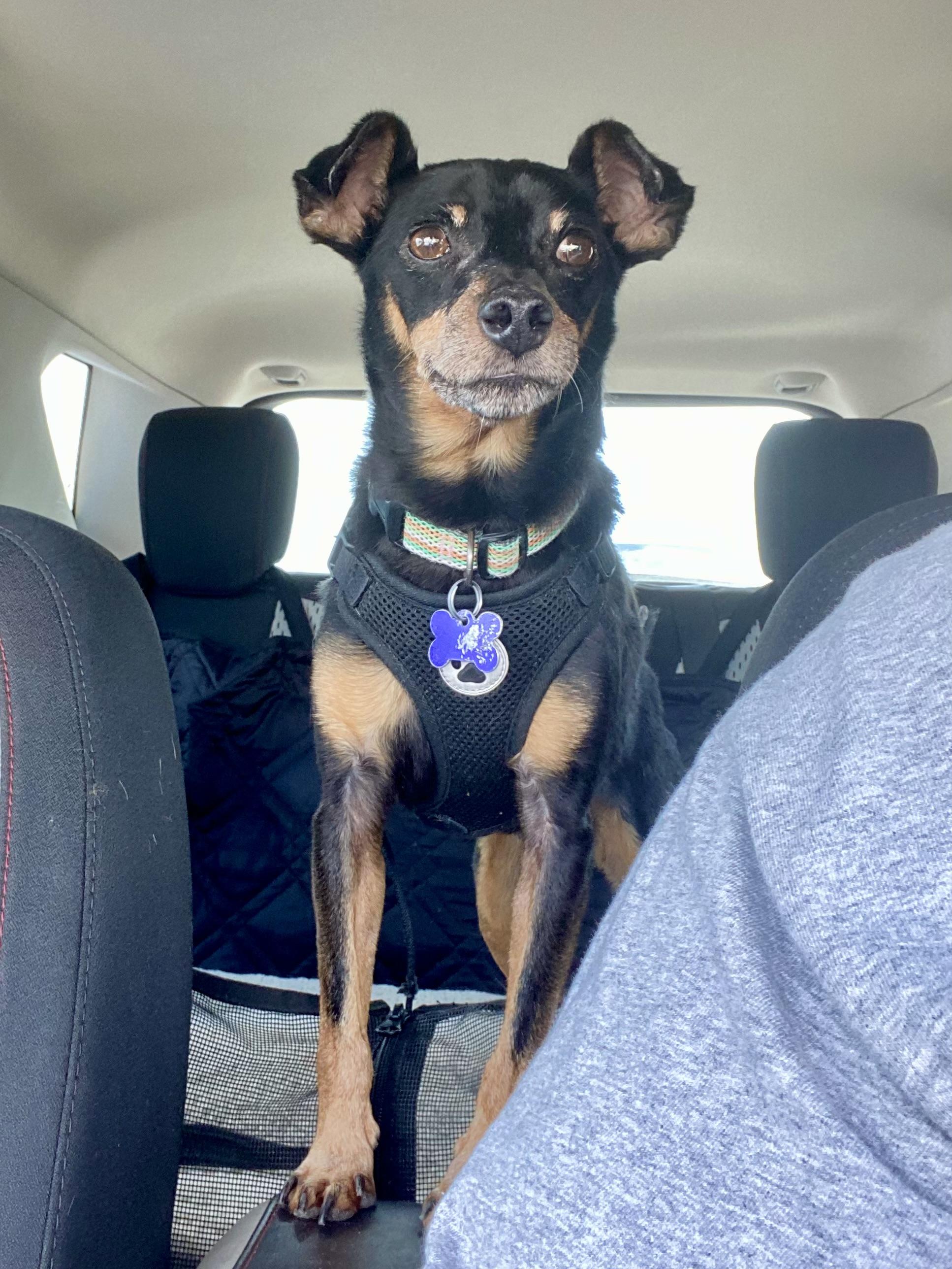 Lucas, Adoptable, Adult Male Miniature Pinscher & Rat Terrier.
