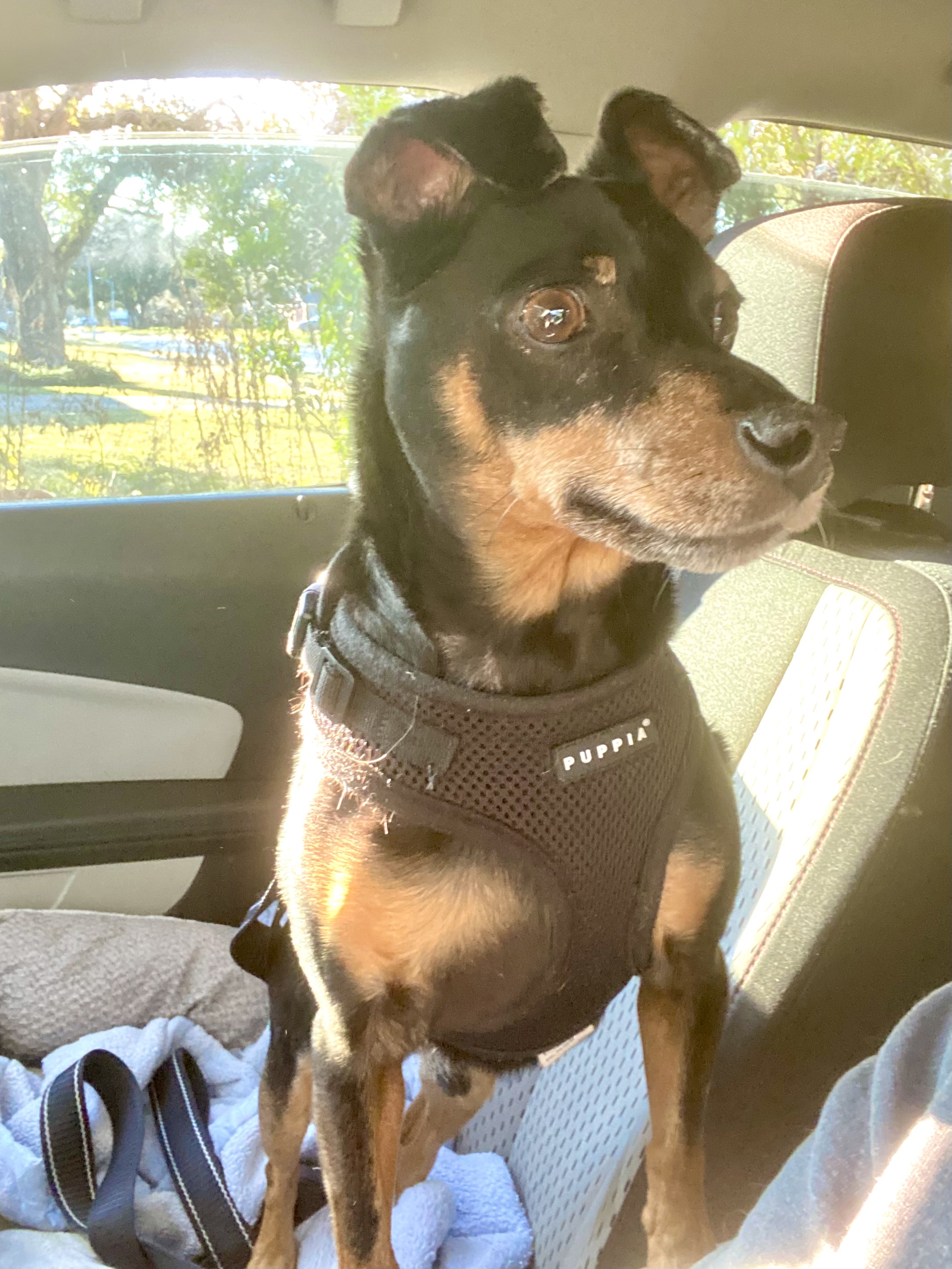 Lucas, a Adoptable mixed breed in Houston, TX image 3/6