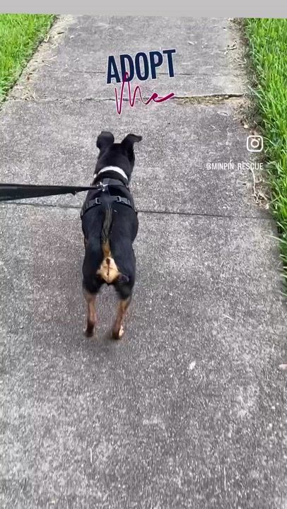 Enlarge Lucas, a Adoptable mixed breed in Houston, TX video 5/6