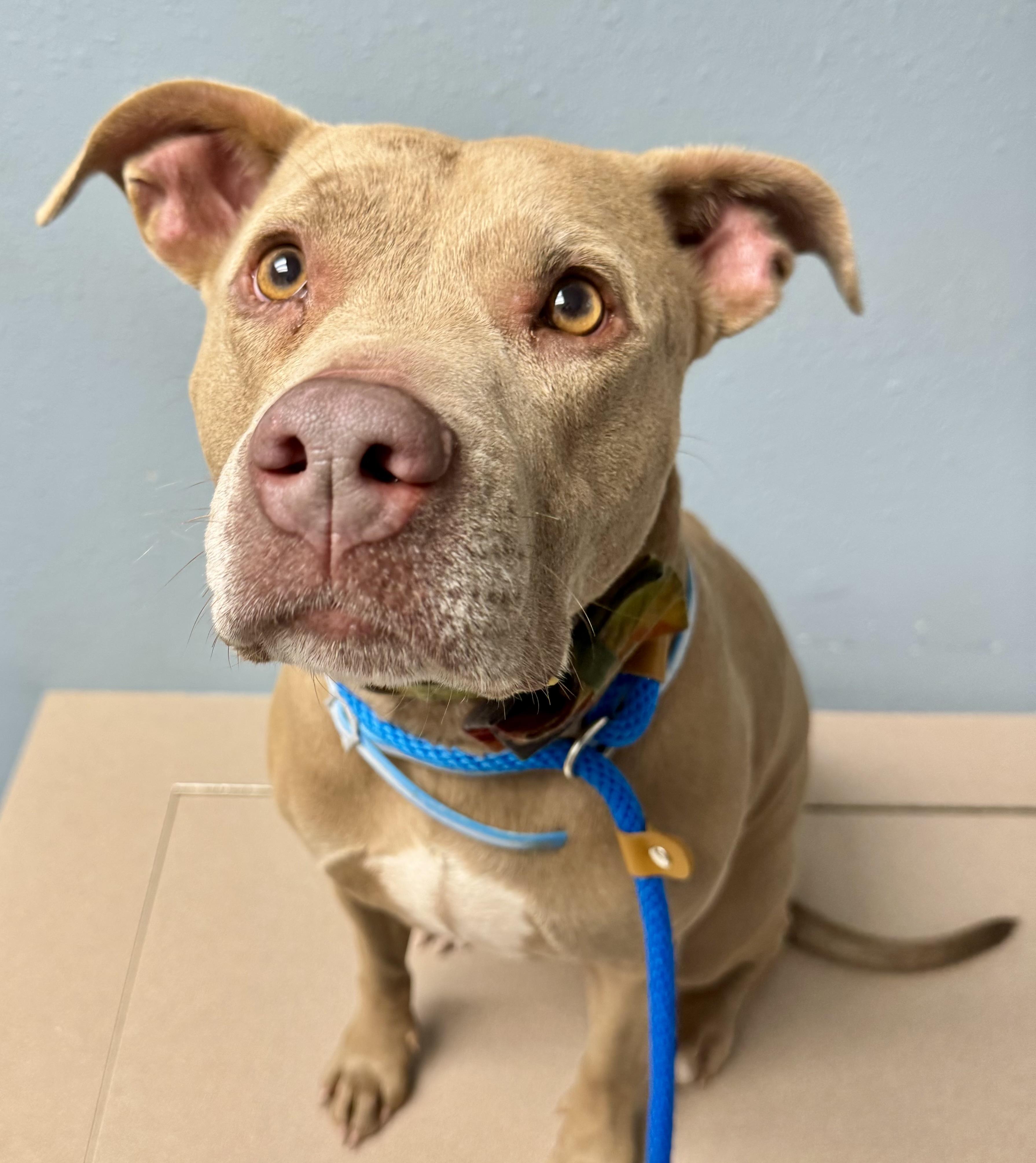 Lala, Adoptable, Young Female American Bully.