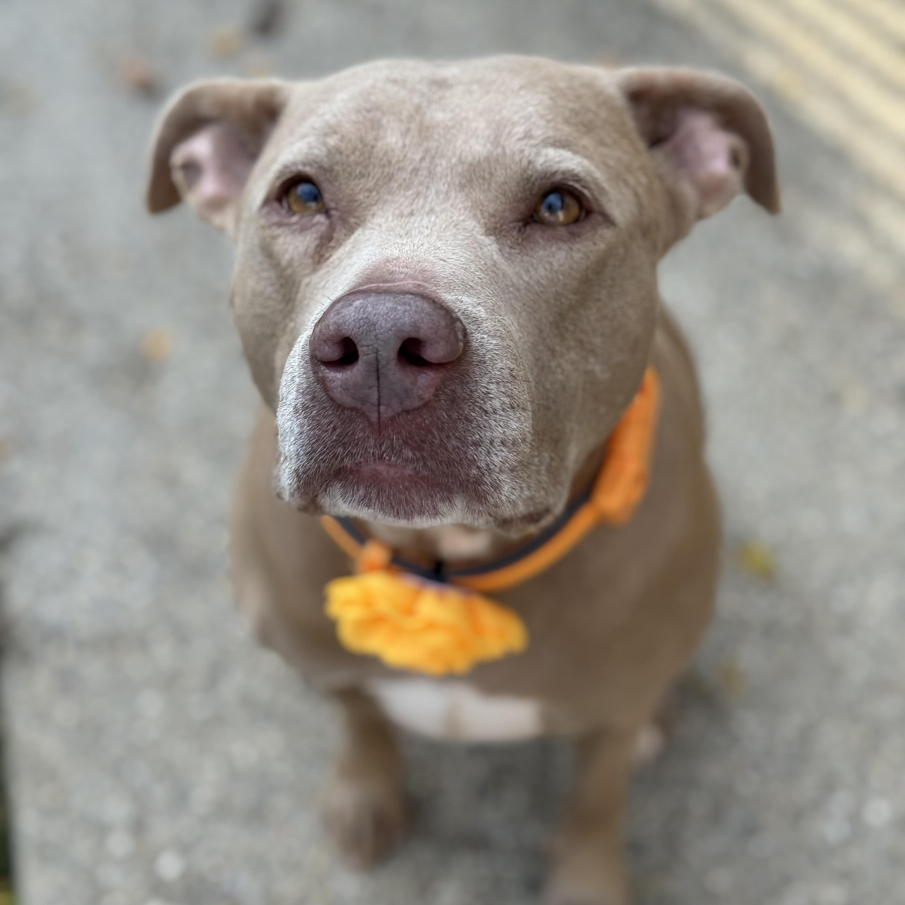 Enlarge Lala, a Adoptable American Bully in Milford, OH image 2/3