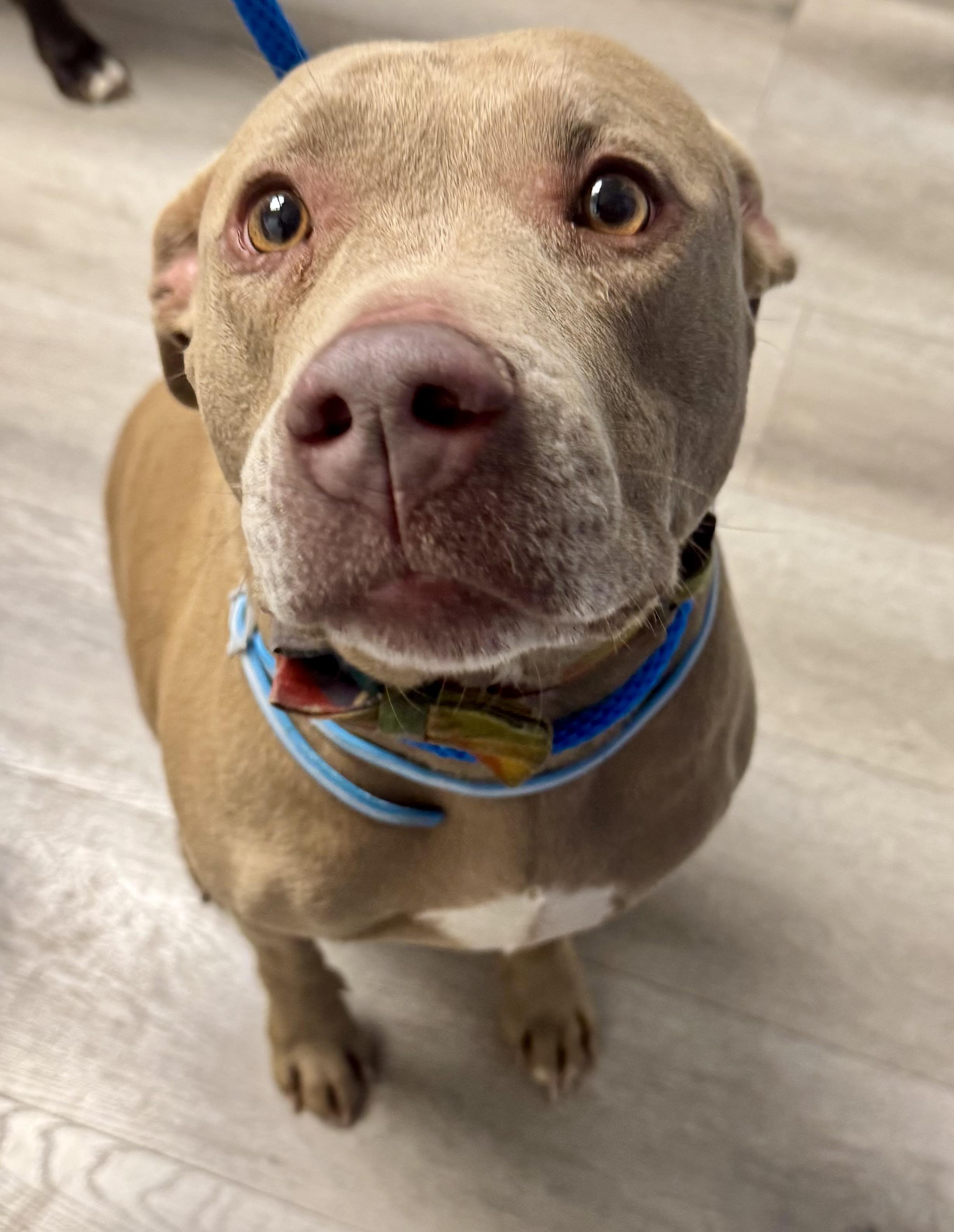 Enlarge Lala, a Adoptable American Bully in Milford, OH image 3/3