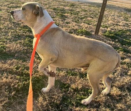 Reggie, a ADOPTABLE mixed breed in Denton, TX image 2/4