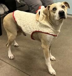 Reggie, a ADOPTABLE mixed breed in Denton, TX image 1/4