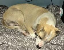 Reggie, a ADOPTABLE mixed breed in Denton, TX image 4/4