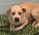 Reggie, a ADOPTABLE mixed breed in Denton, TX image 3/4