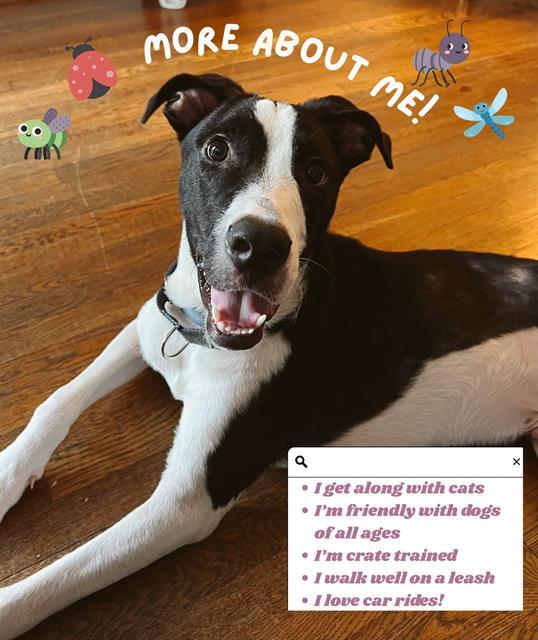 LOVEBUG, Adoptable, Young Male Mixed Breed.