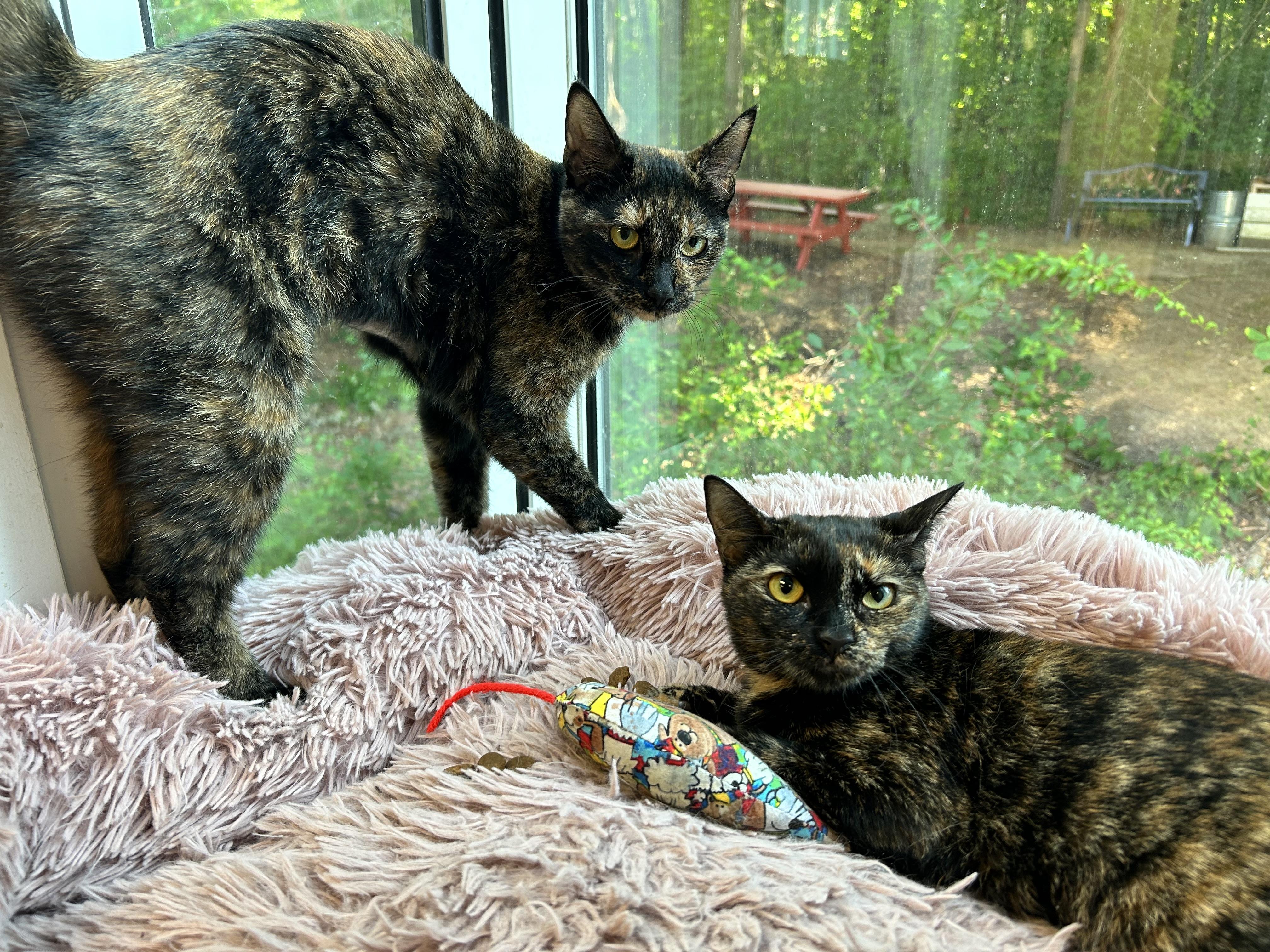 Daisy and Daffodil, ADOPTABLE, Young Female Domestic Short Hair.