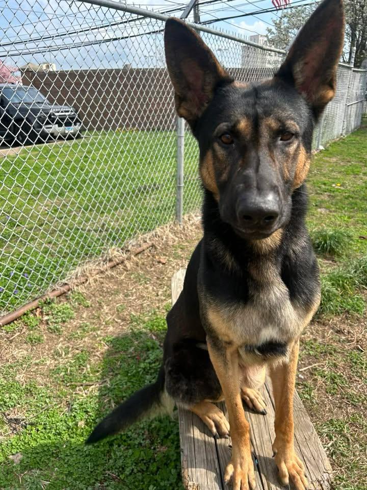 Enlarge Kash, a Adoptable German Shepherd Dog in Stamford, CT image 2/3