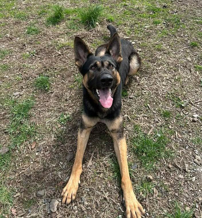 Kash, Adoptable, Young Male German Shepherd Dog.
