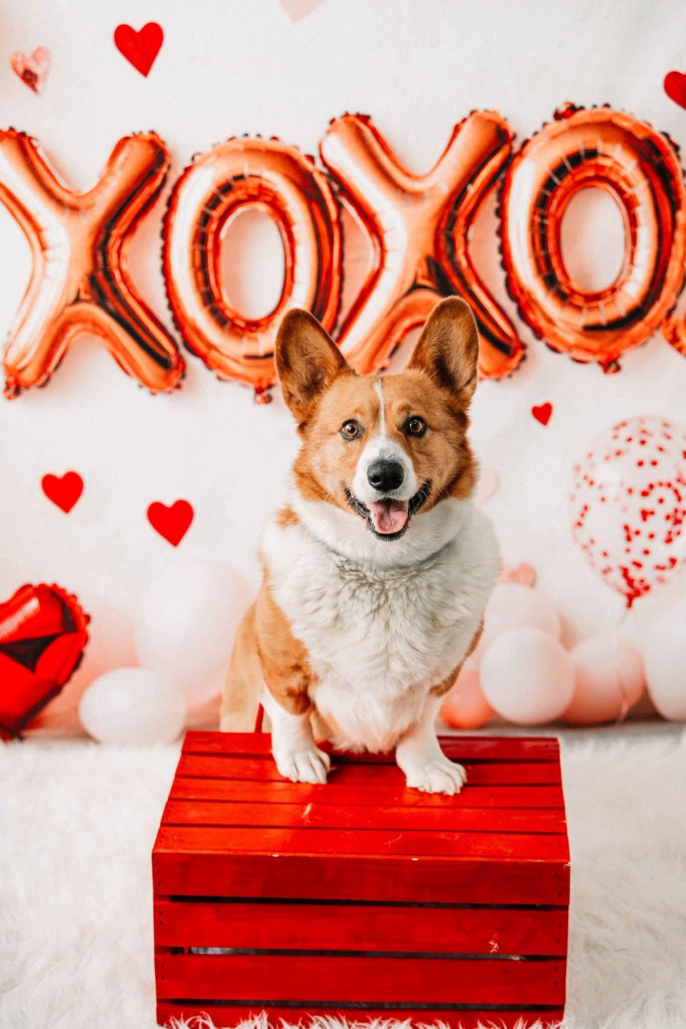 BARONE tinycauseadopt@gmail.com , ADOPTABLE, Adult Male Corgi.