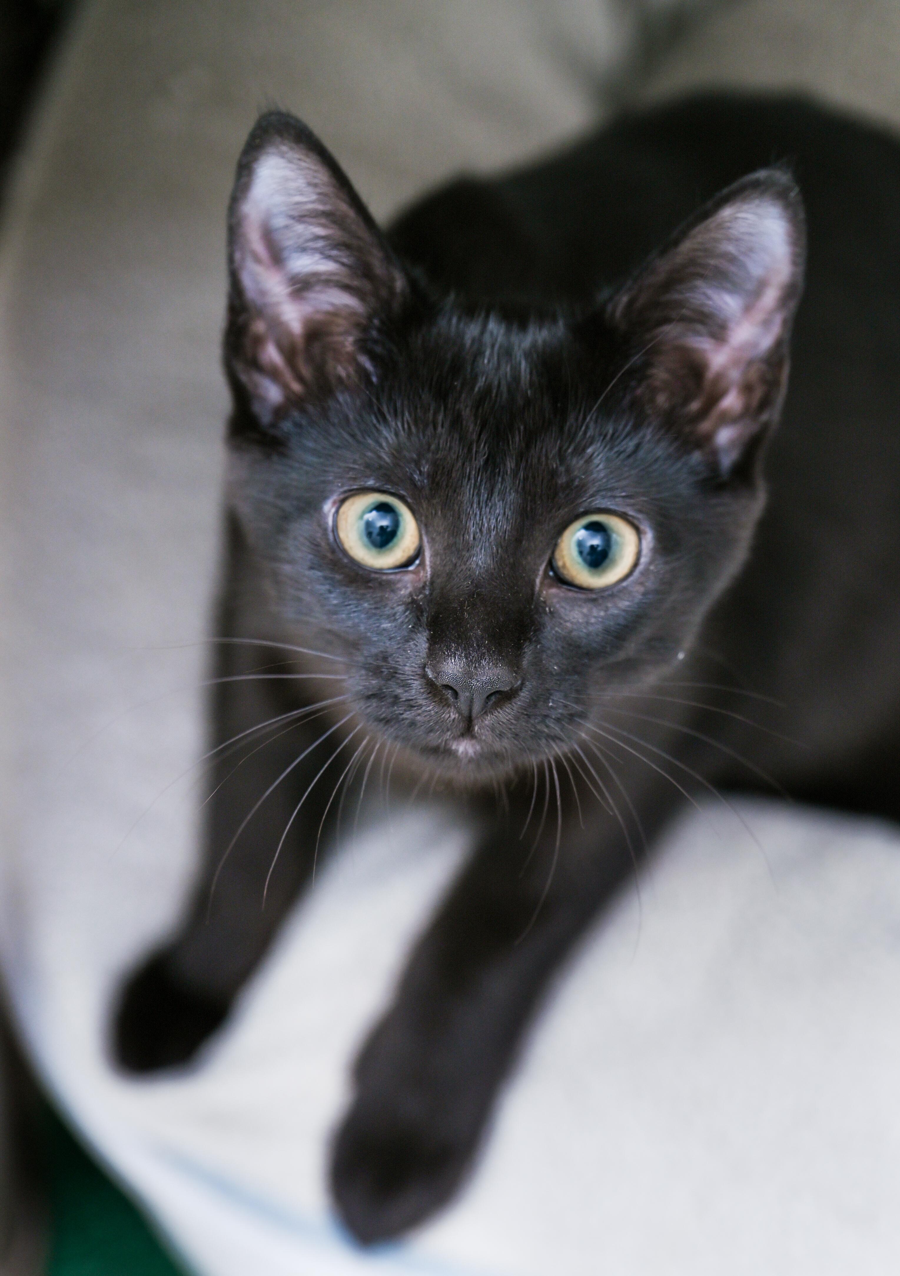Enlarge Frappuccino, a ADOPTABLE Domestic Short Hair in Chattanooga, TN image 4/6