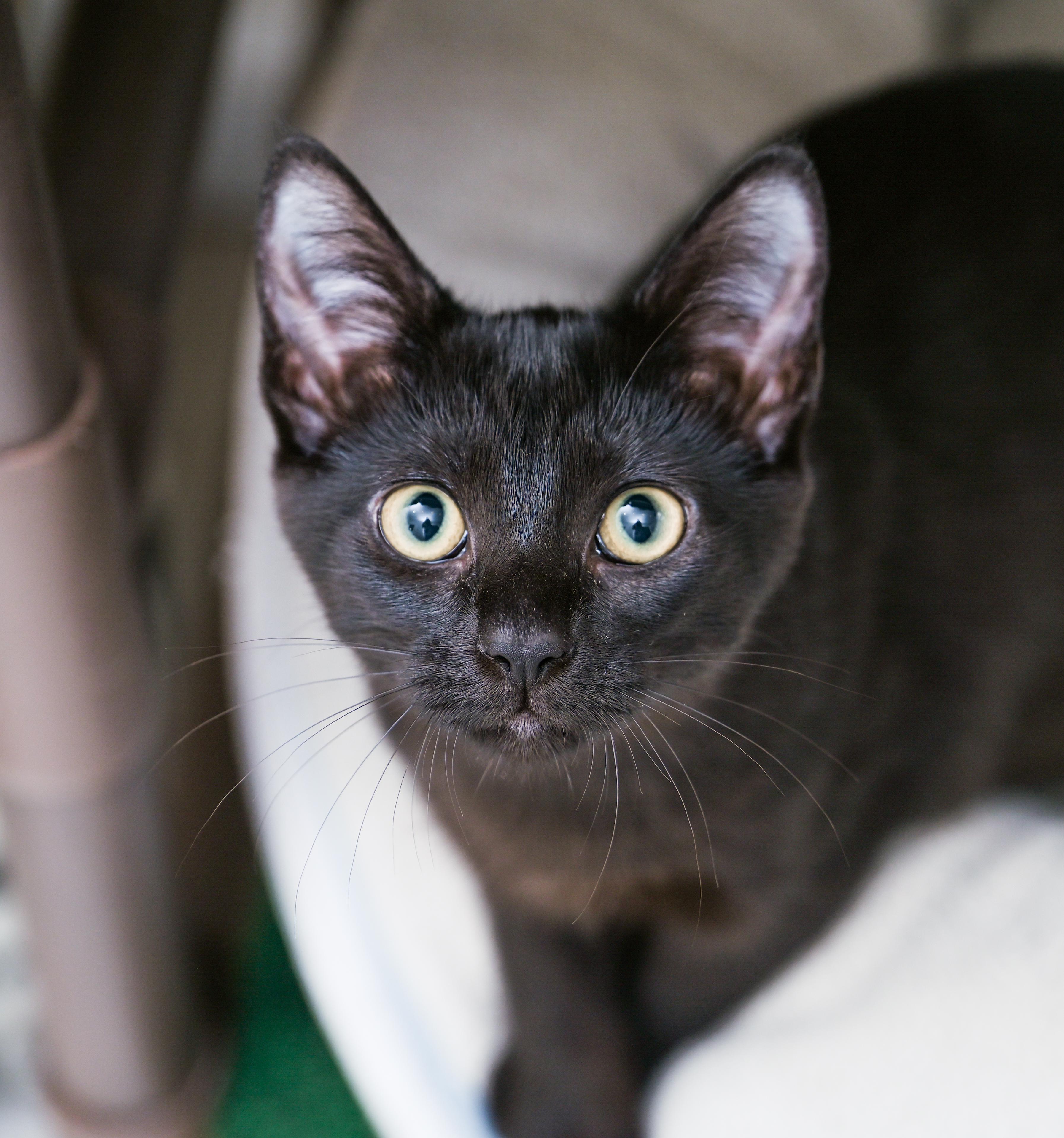 Enlarge Frappuccino, a ADOPTABLE Domestic Short Hair in Chattanooga, TN image 5/6
