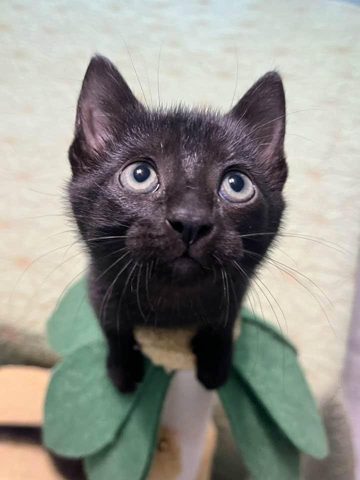 Enlarge Frappuccino, a ADOPTABLE Domestic Short Hair in Chattanooga, TN image 6/6