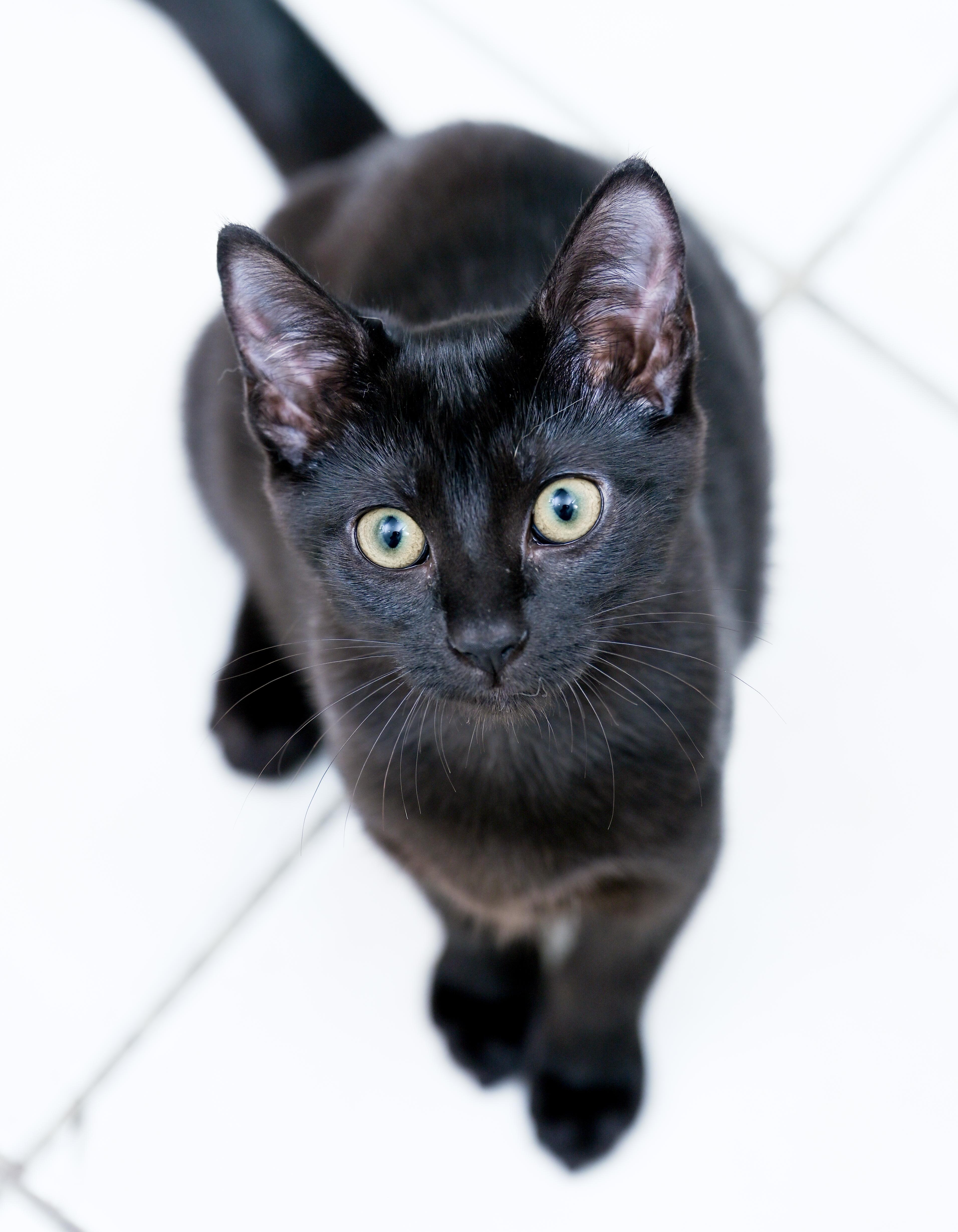 Enlarge Frappuccino, a ADOPTABLE Domestic Short Hair in Chattanooga, TN image 3/6