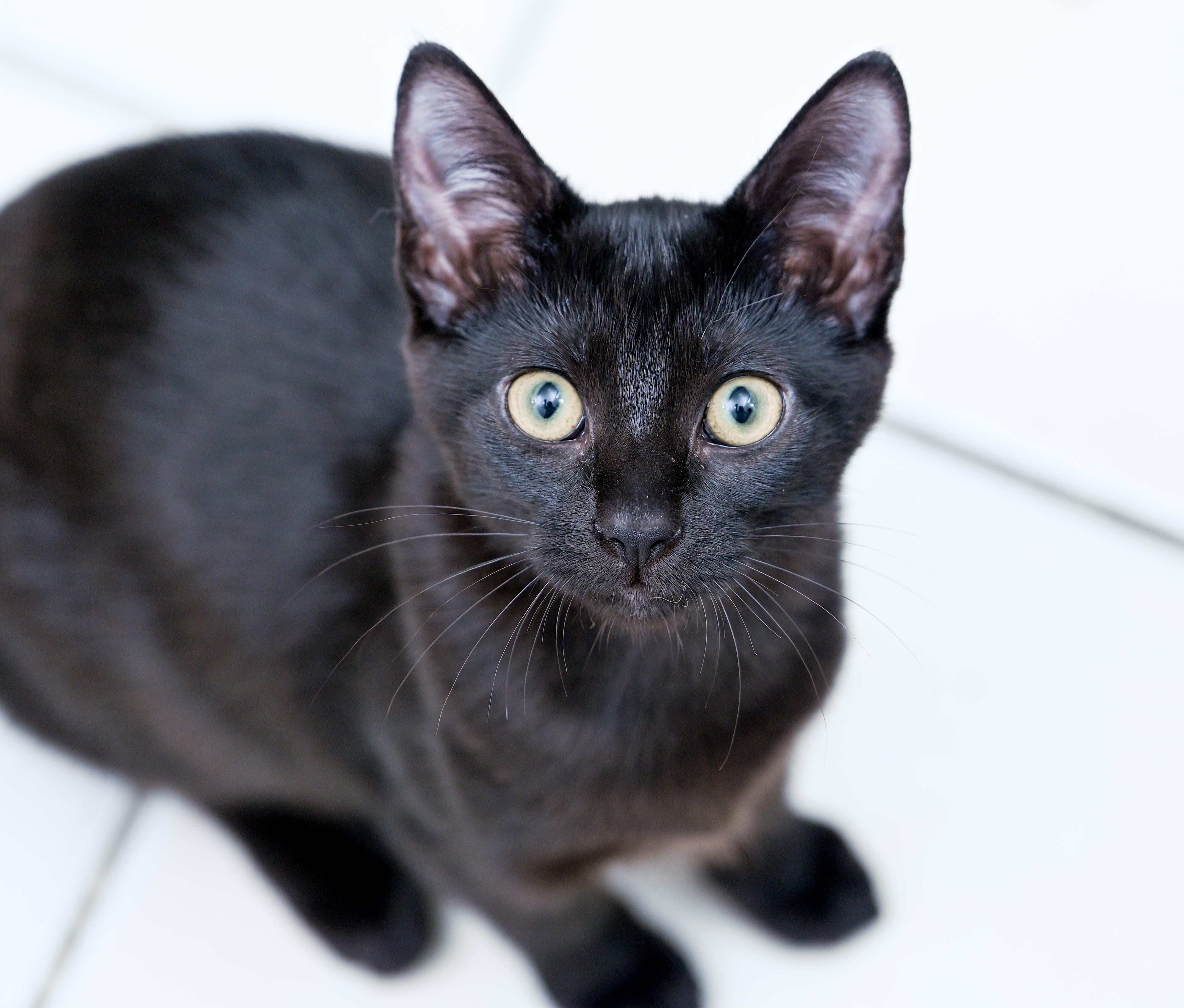 Enlarge Frappuccino, a ADOPTABLE Domestic Short Hair in Chattanooga, TN image 2/6