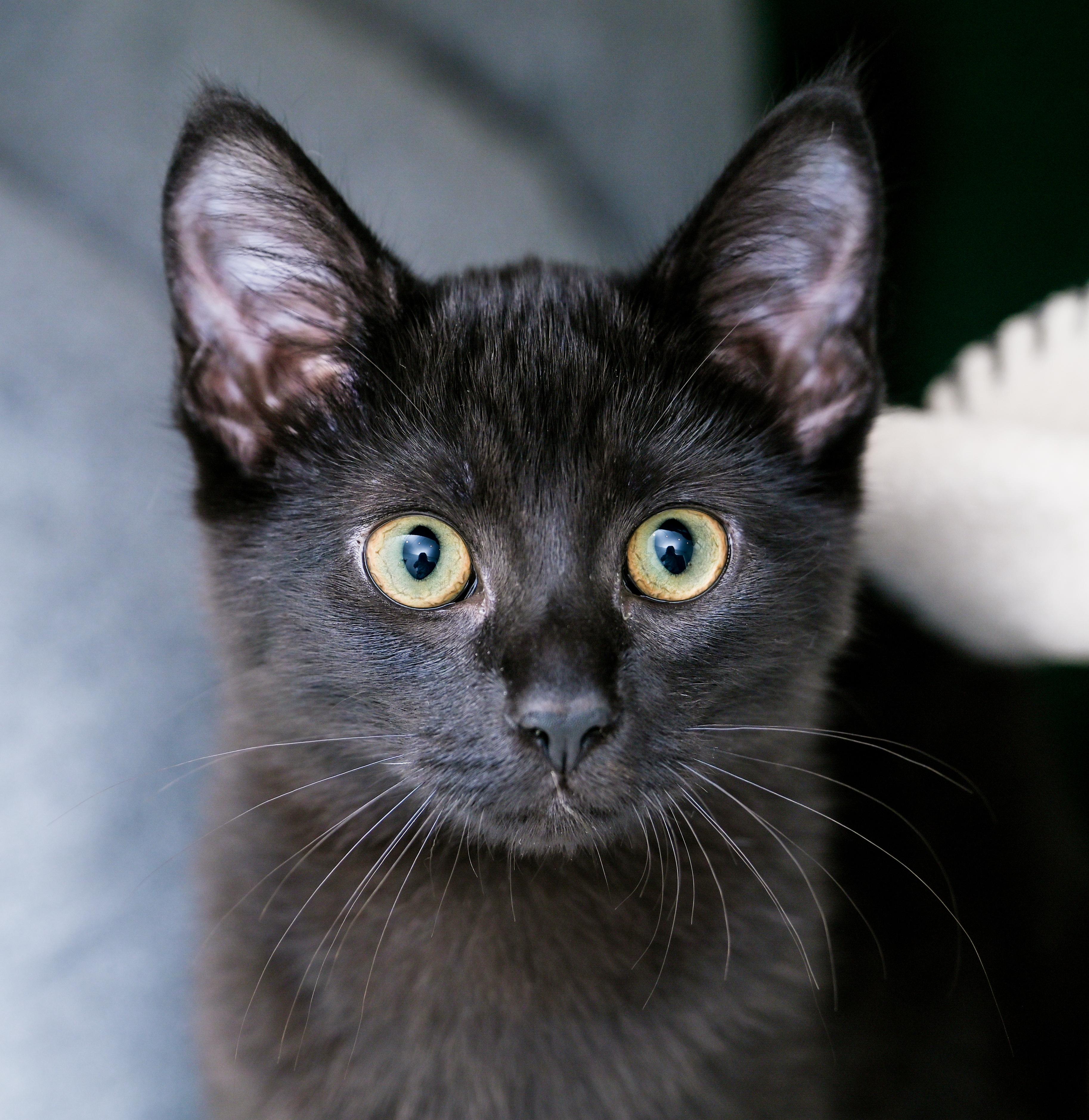 Enlarge Frappuccino, a ADOPTABLE Domestic Short Hair in Chattanooga, TN image 1/6