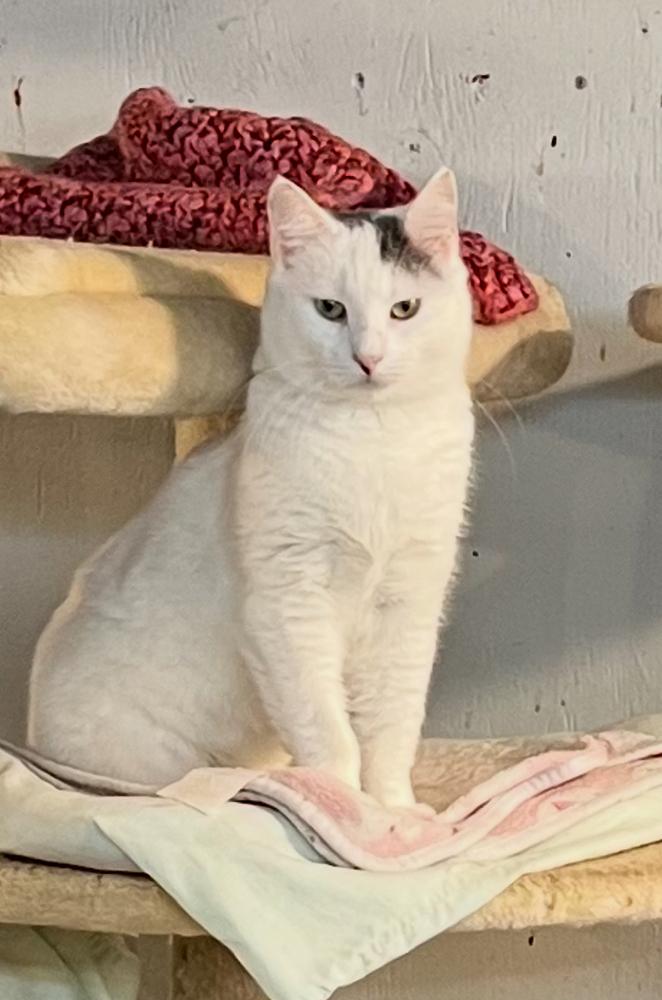 Enlarge Lucy, a Adoptable Domestic Short Hair in Bolton, CT image 1/6