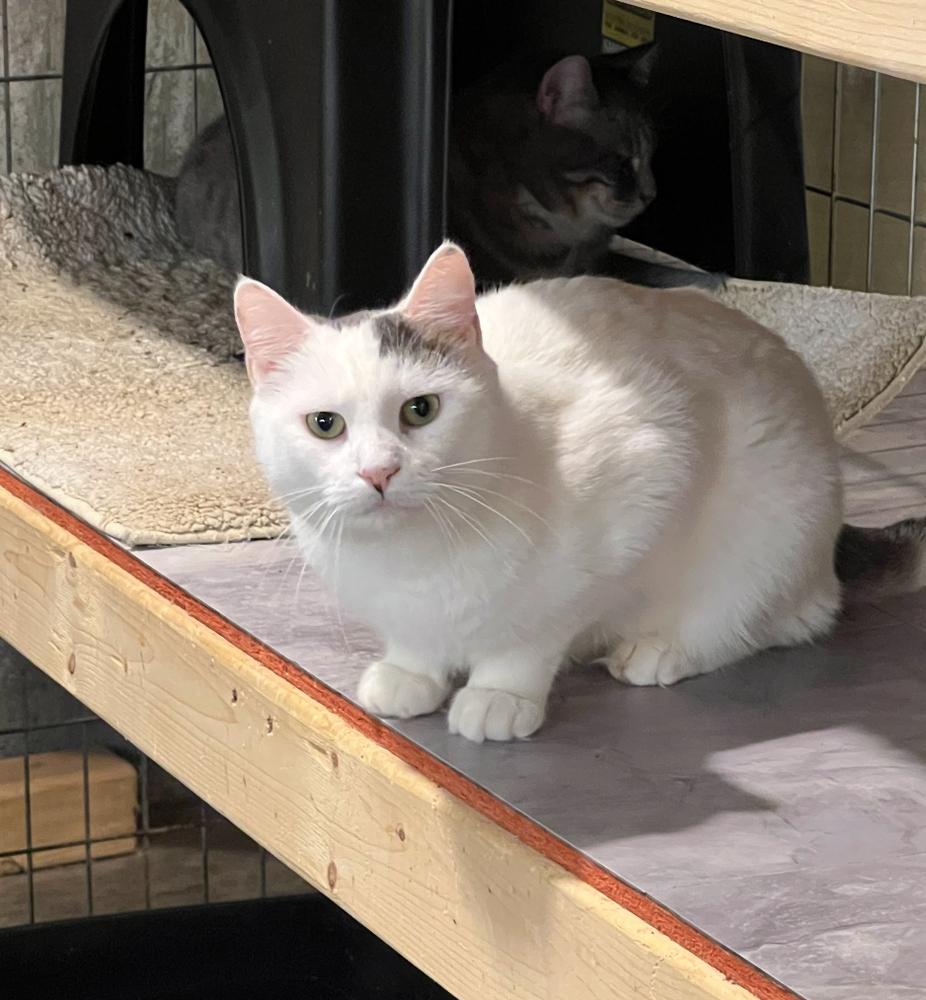 Enlarge Lucy, a Adoptable Domestic Short Hair in Bolton, CT image 2/6