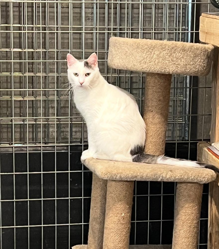 Enlarge Lucy, a Adoptable Domestic Short Hair in Bolton, CT image 3/6