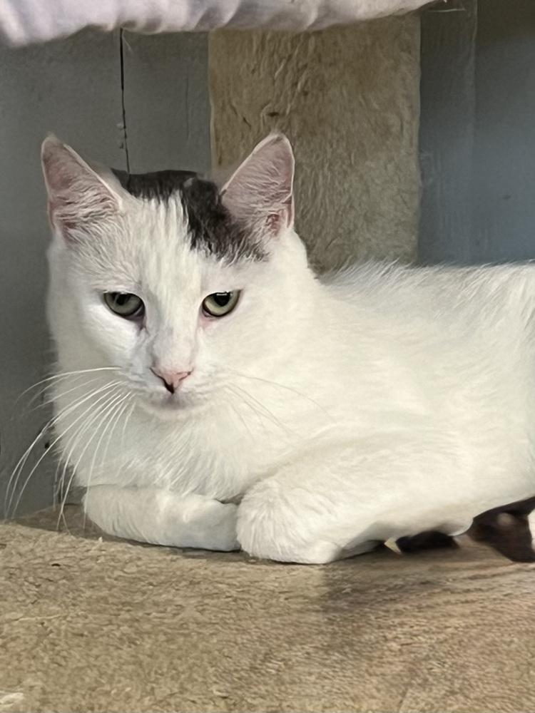 Enlarge Lucy, a Adoptable Domestic Short Hair in Bolton, CT image 4/6