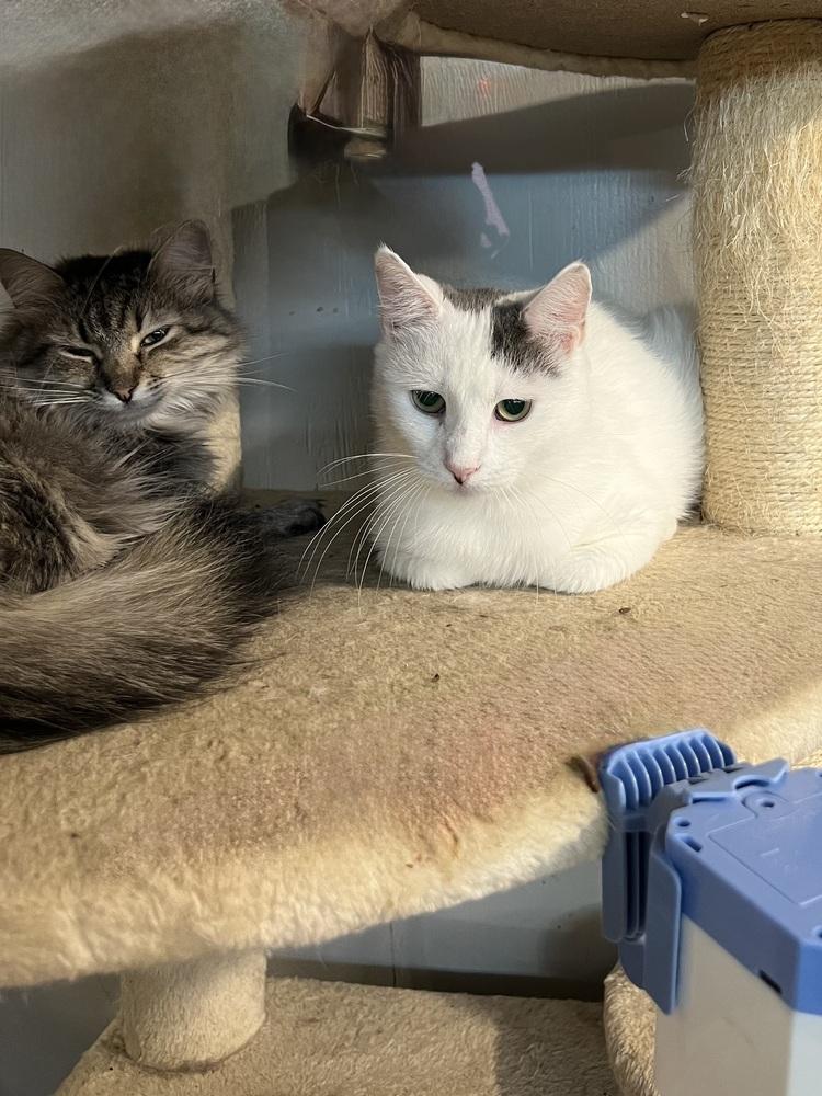 Enlarge Lucy, a Adoptable Domestic Short Hair in Bolton, CT image 5/6