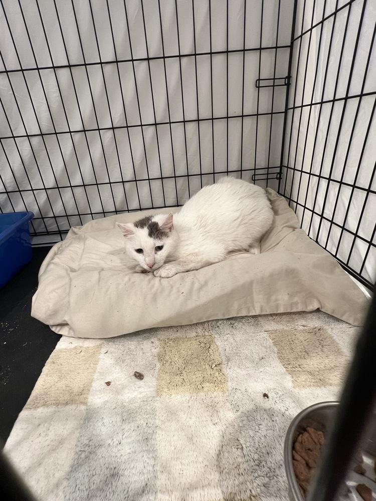 Enlarge Lucy, a Adoptable Domestic Short Hair in Bolton, CT image 6/6