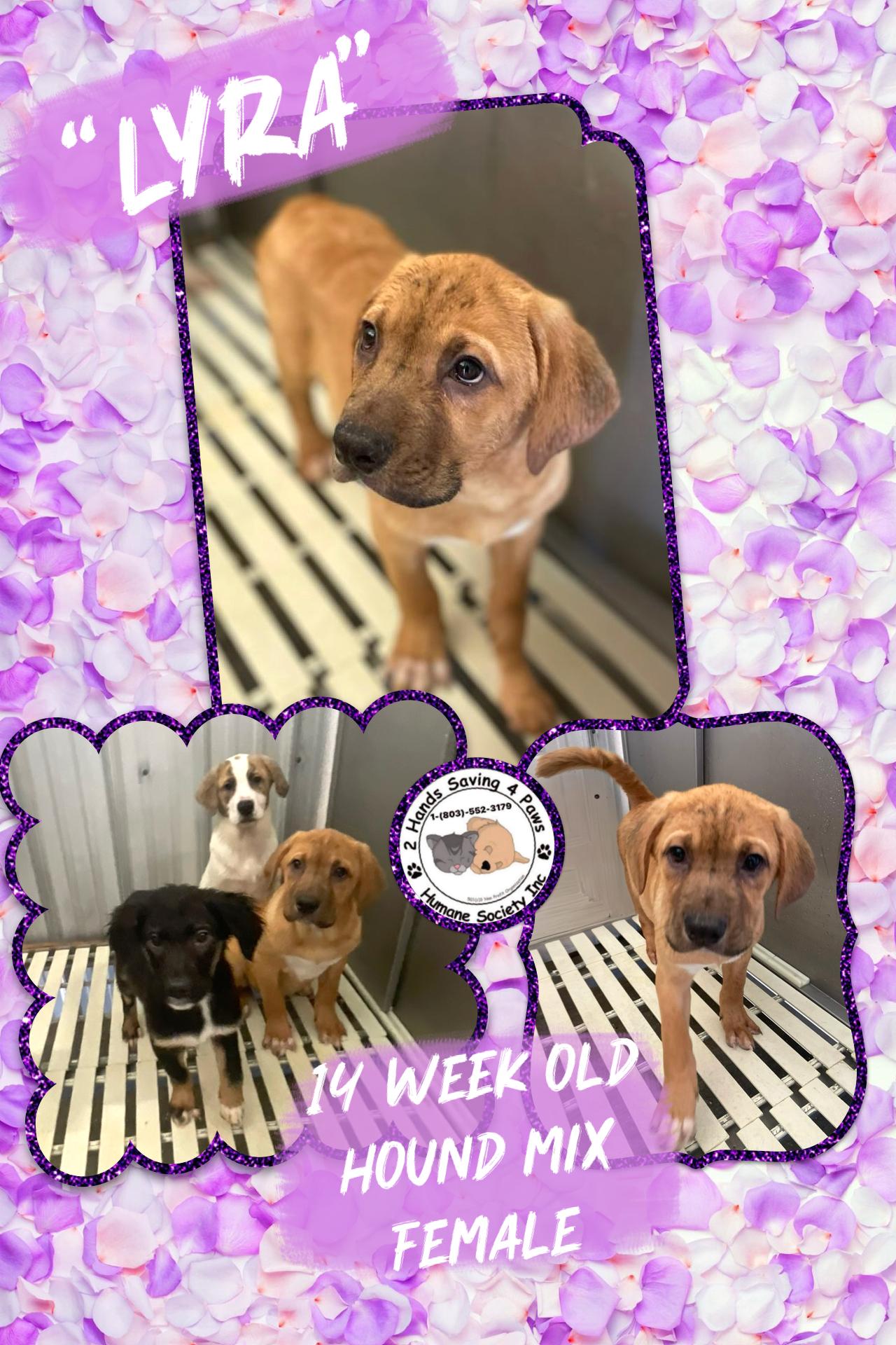 Lyra, Adoptable, Puppy Female Hound.