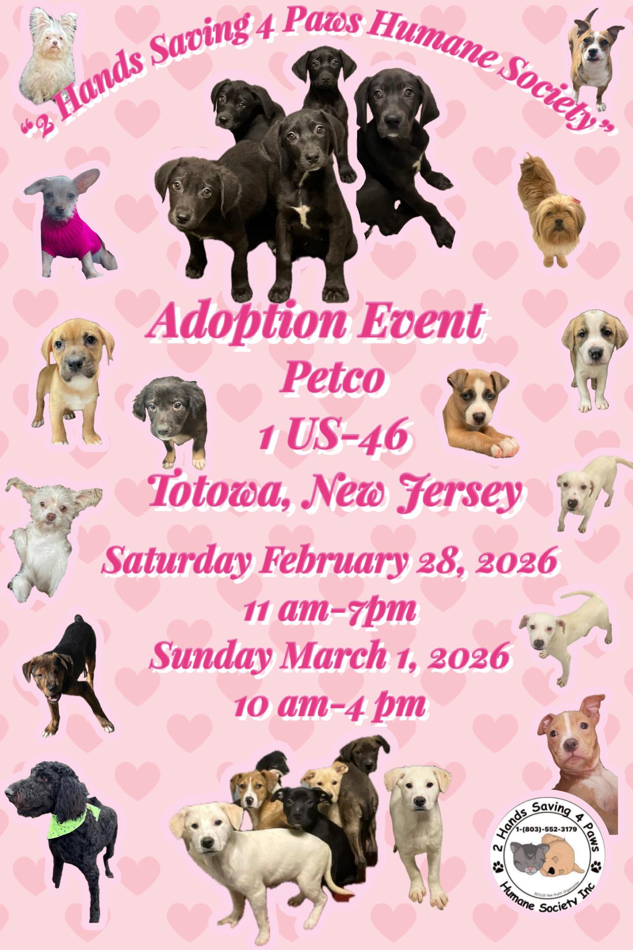 Enlarge Lyra, a Adoptable mixed breed in Totowa, NJ image 2/2