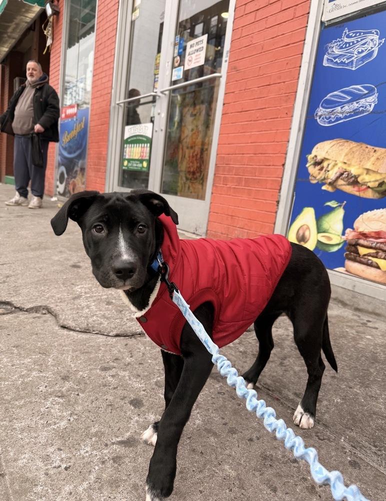 Cullen, a Adoptable mixed breed in Bronx, NY image 1/6