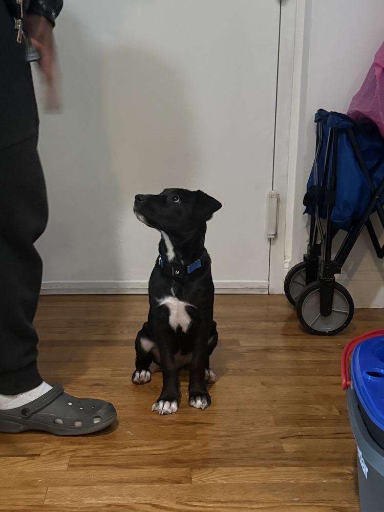 Cullen, a Adoptable mixed breed in Bronx, NY image 3/6