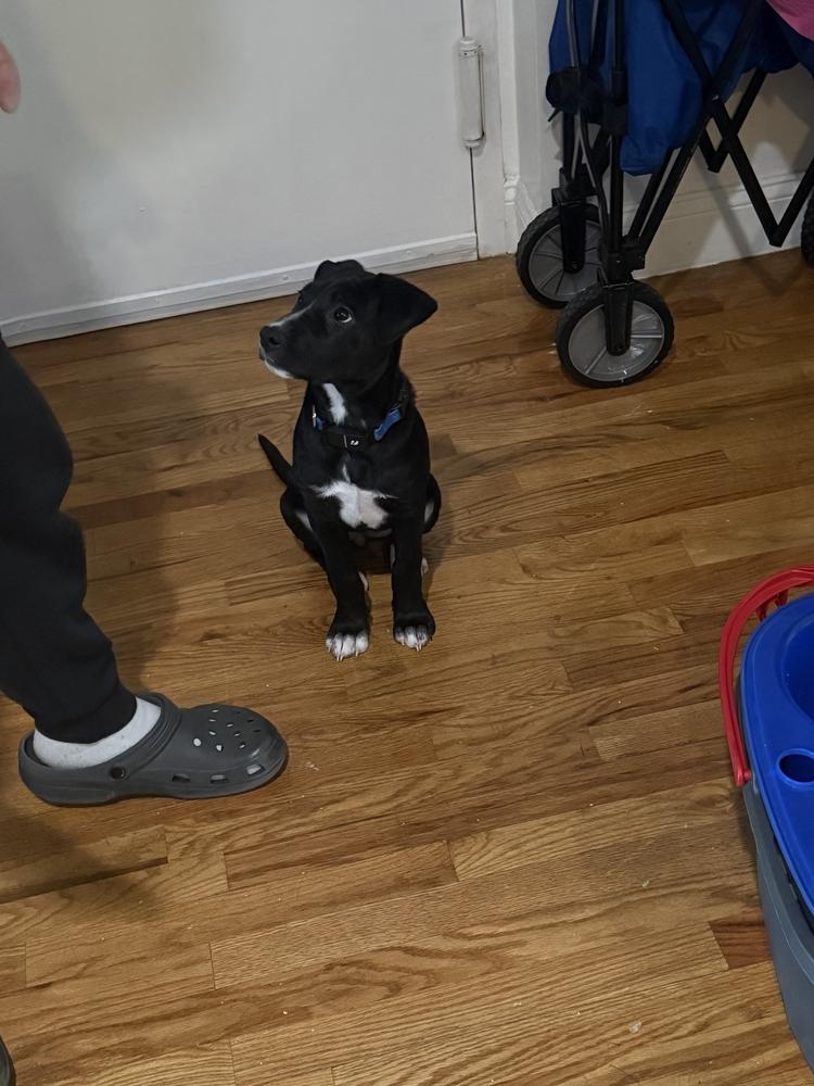 Cullen, a Adoptable mixed breed in Bronx, NY image 4/6