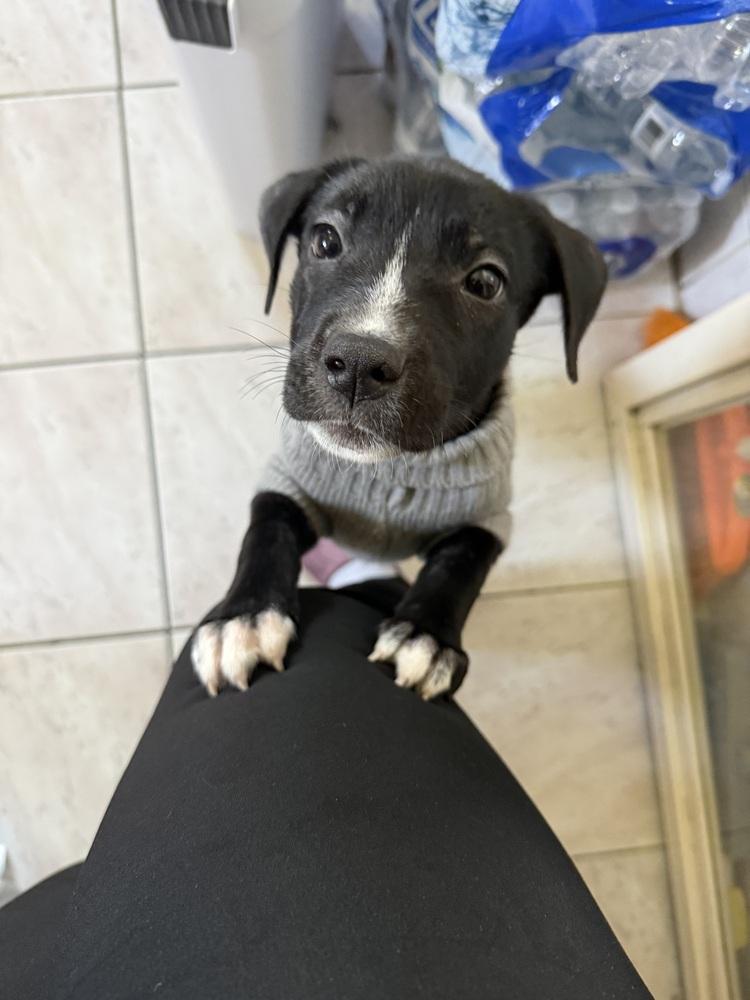 Cullen, a Adoptable mixed breed in Bronx, NY image 5/6