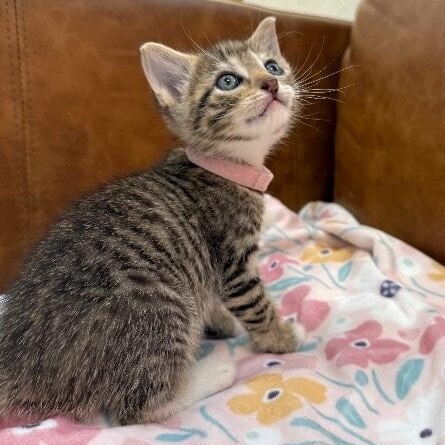 Kiwi Sugar thumbnail 3