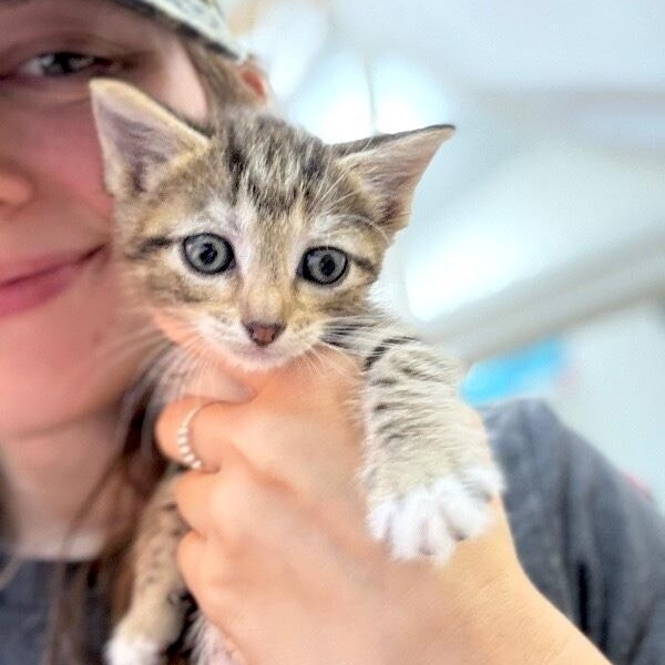 Kiwi Sugar thumbnail 4