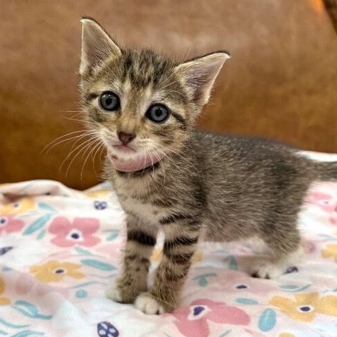 Kiwi Sugar thumbnail 5