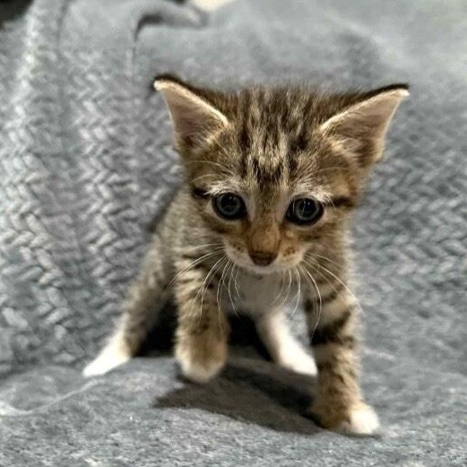 Kiwi Sugar thumbnail 6