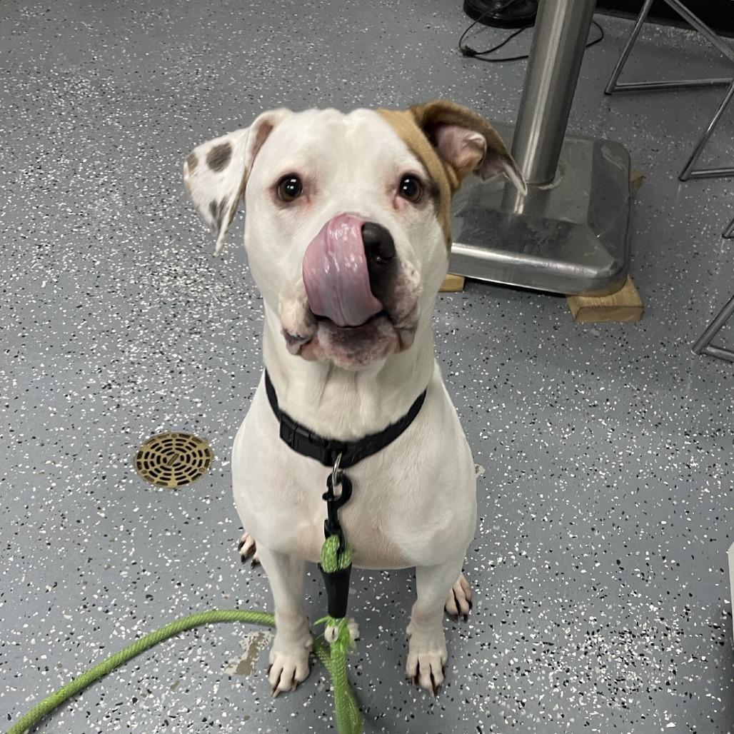 Jasper, Adoptable, Adult Male Mixed Breed.