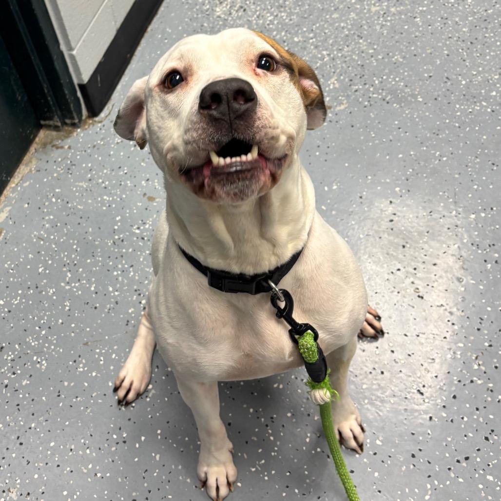 Enlarge Jasper, a Adoptable Mixed Breed in Grand Rapids, MI image 2/6