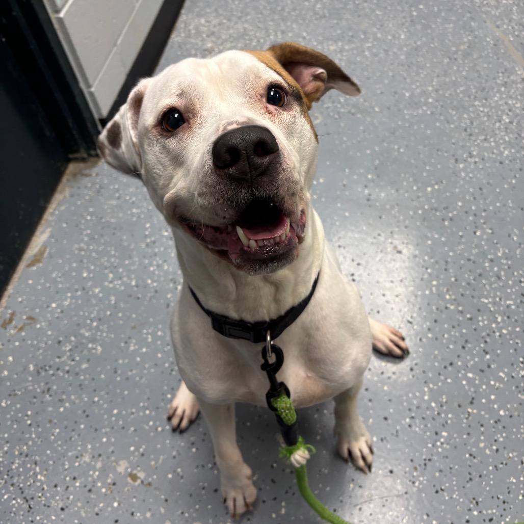 Enlarge Jasper, a Adoptable Mixed Breed in Grand Rapids, MI image 3/6