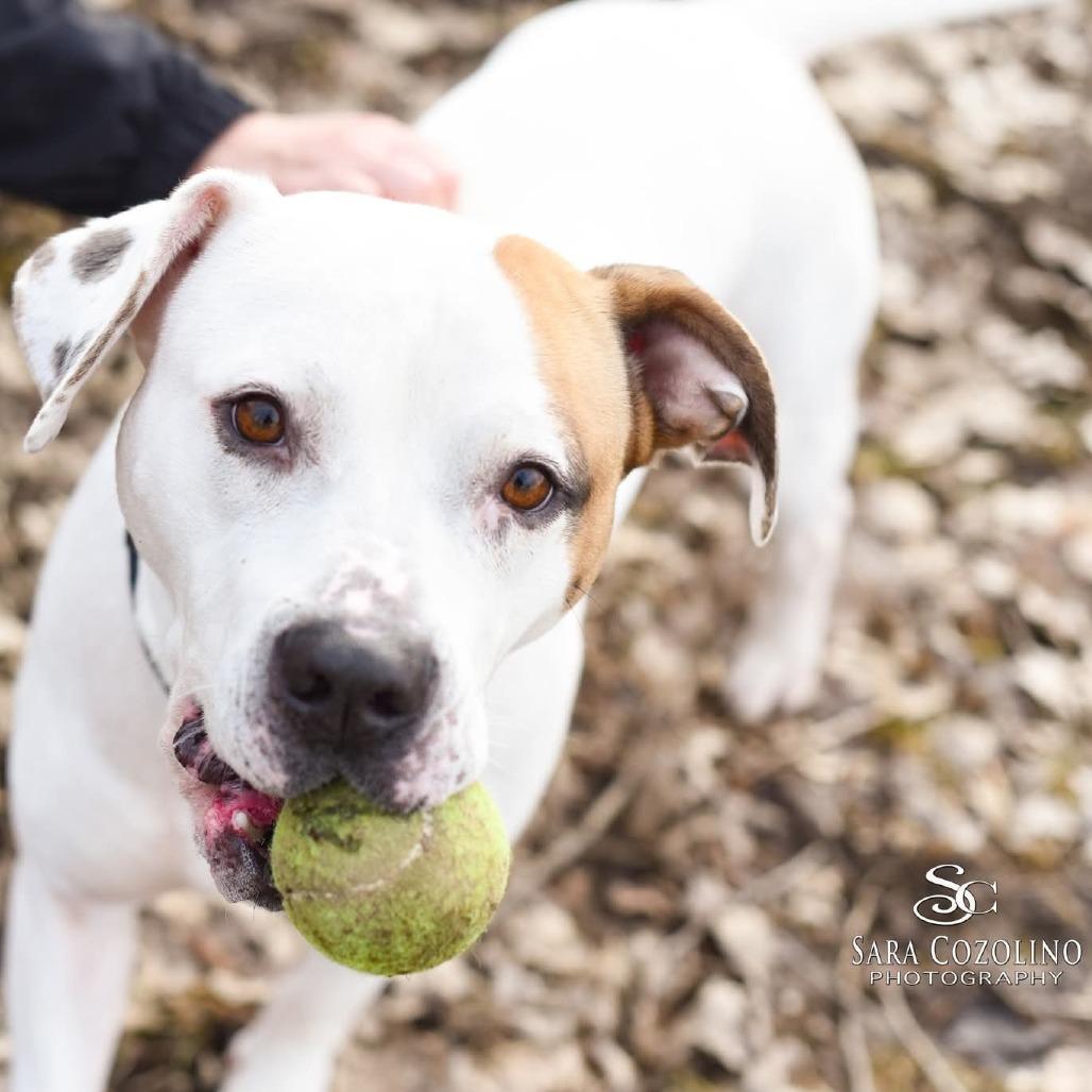 Enlarge Jasper, a Adoptable Mixed Breed in Grand Rapids, MI image 4/6