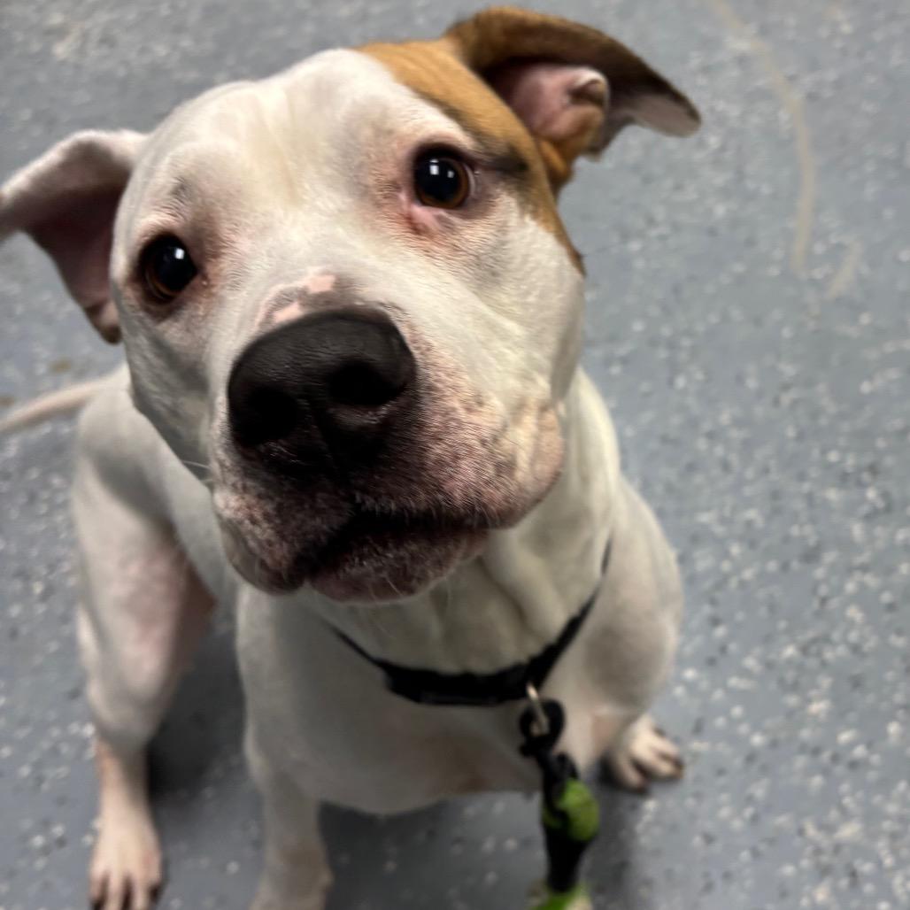 Enlarge Jasper, a Adoptable Mixed Breed in Grand Rapids, MI image 5/6