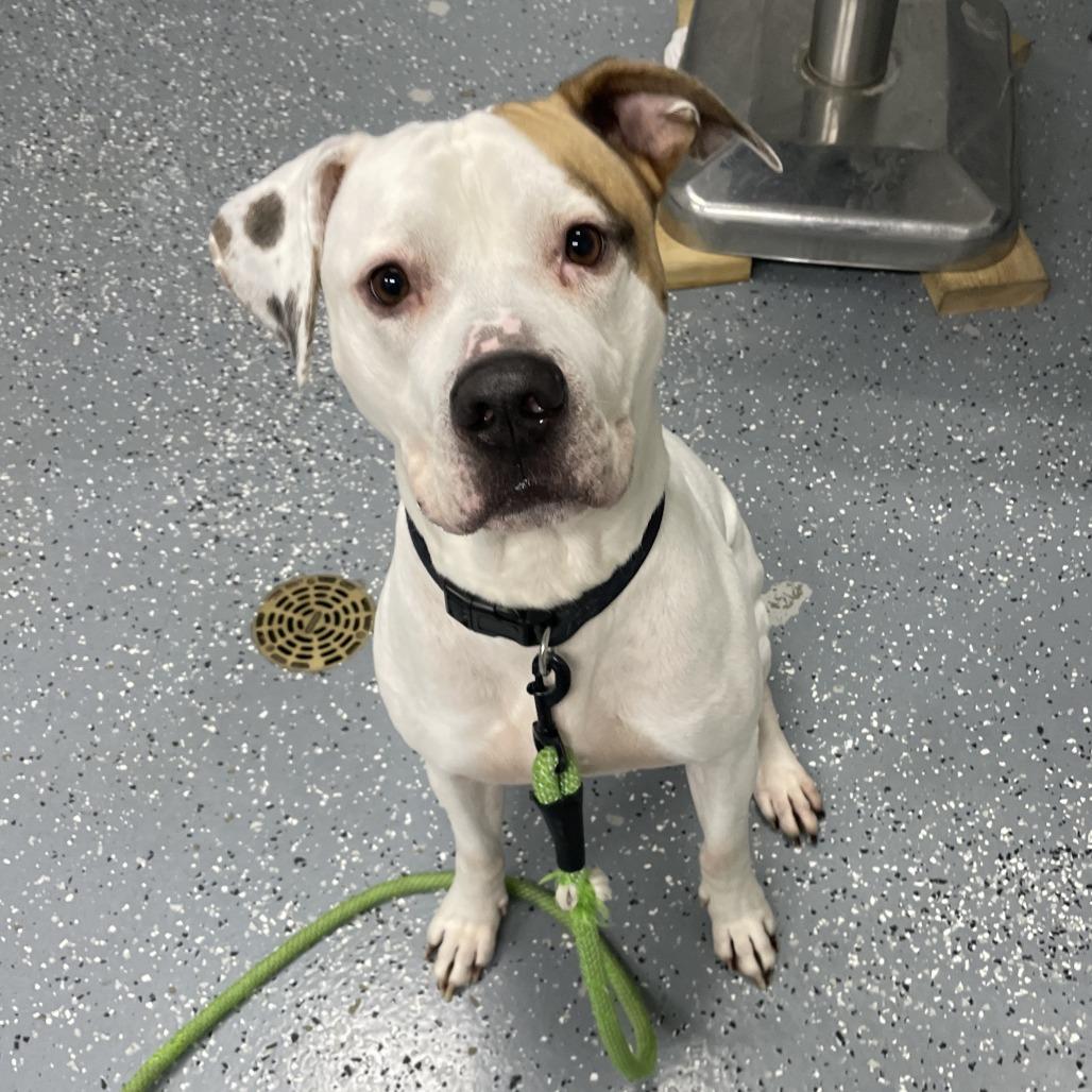 Enlarge Jasper, a Adoptable Mixed Breed in Grand Rapids, MI image 6/6