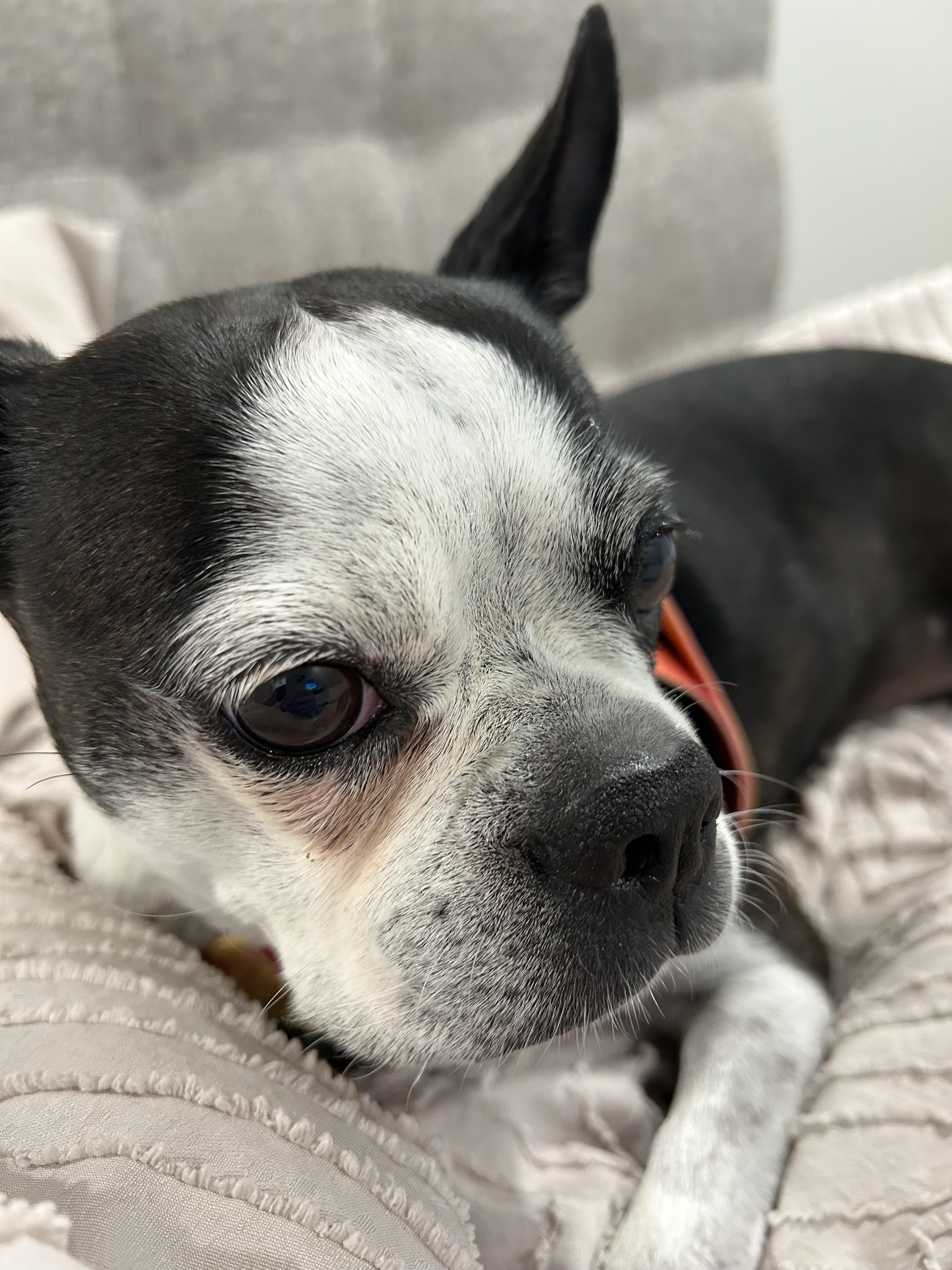 Enlarge Mitzee in NE, a Adoptable Boston Terrier in Elkhorn, NE image 5/6