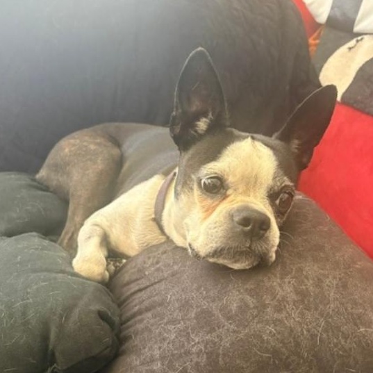 Enlarge Mitzee in NE, a Adoptable Boston Terrier in Elkhorn, NE image 2/6
