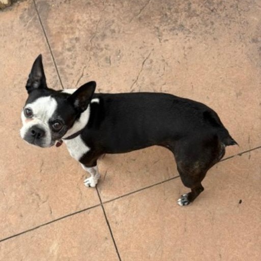 Enlarge Mitzee in NE, a Adoptable Boston Terrier in Elkhorn, NE image 5/6