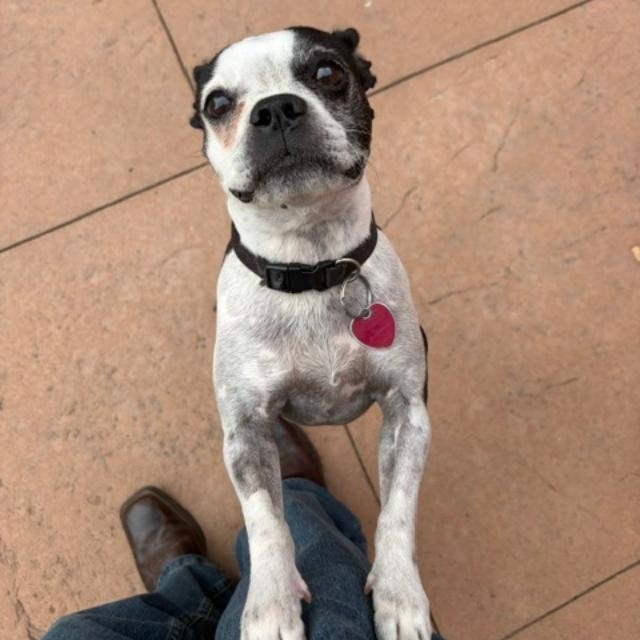 Enlarge Mitzee in NE, a Adoptable Boston Terrier in Elkhorn, NE image 4/6